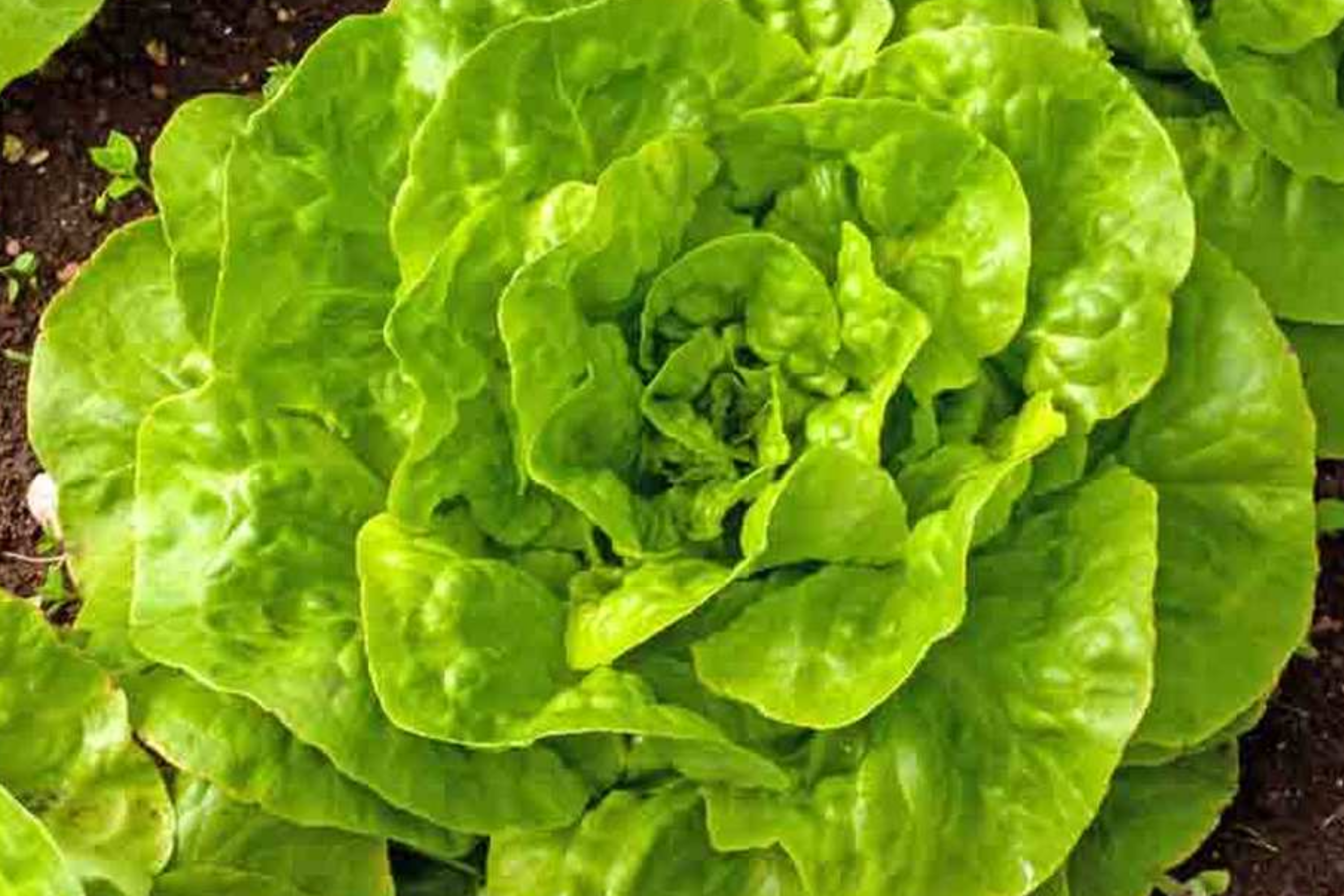 Romaine Lettuce Seeds - 1200+ Non-GMO Red Leaf Heirloom Seeds for Vegetable Garden - Great for Home Gardening