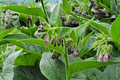 Live Root Cuttings Russian Comfrey - Bocking 4 Cultivar - Perennial Garden Plant