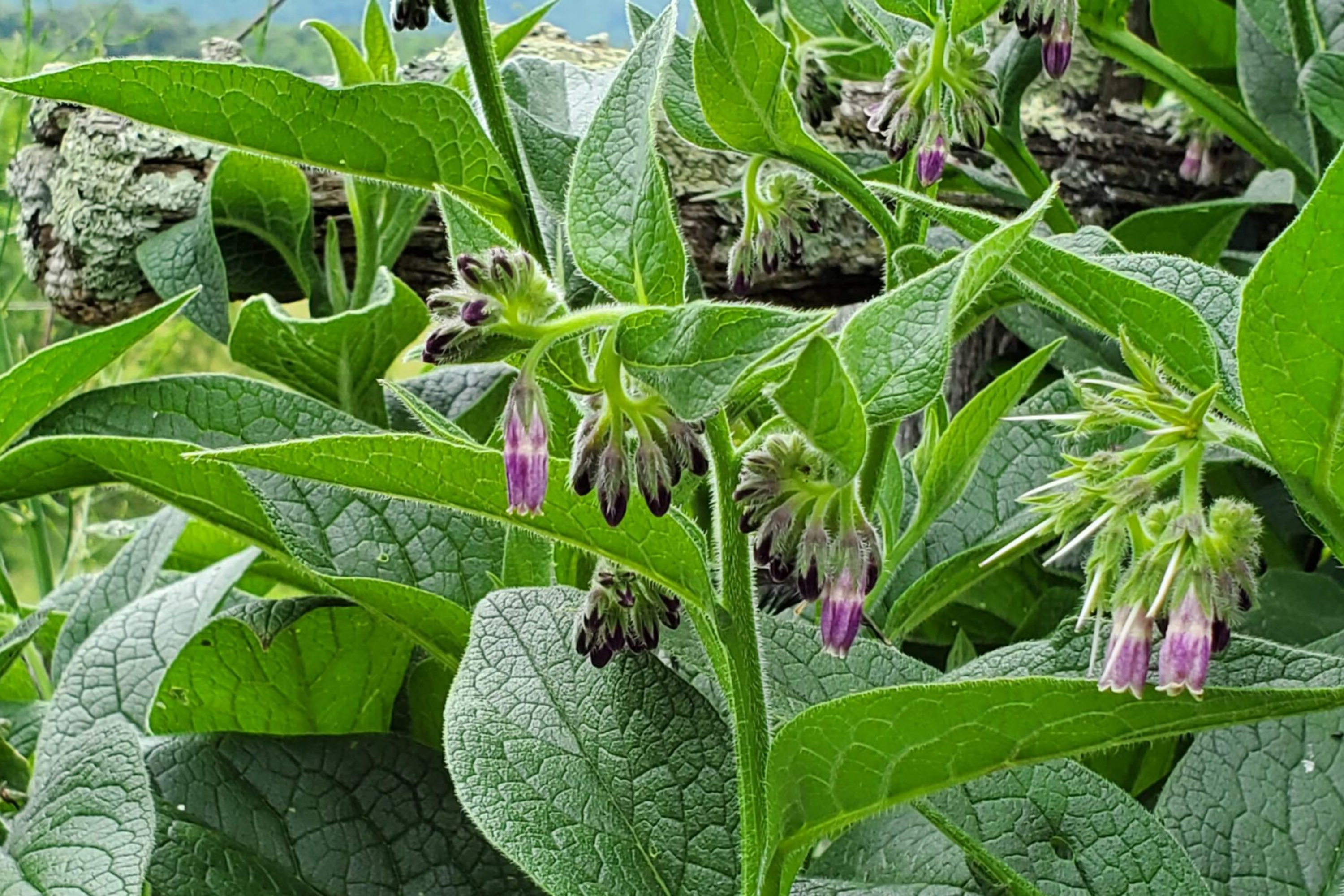 Live Root Cuttings Russian Comfrey - Bocking 4 Cultivar - Perennial Garden Plant