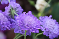 Butterfly Blue Scabiosa Annual Flower 75 Seeds - Scabiosa columbaria - Blue Mum Flower