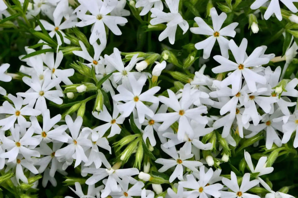 Snowflake Creeping Phlox Seeds - 100 White Ground Cover Seeds - USA Grown -  - Drought Tolerant - Butterfly Garden - Perennial