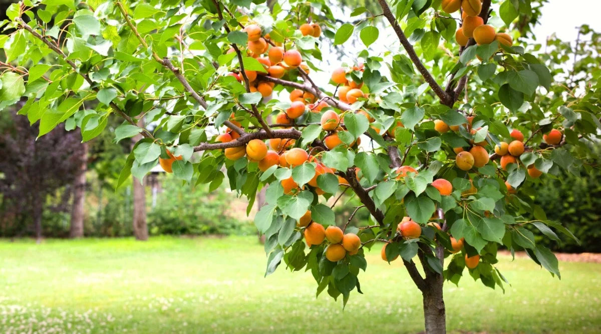 3 Apricot Tree Cuttings (Unrooted) – Prunus armeniaca Fruit Tree Scion Wood for Grafting & Propagation – Fresh Heirloom Apricot Cuttings