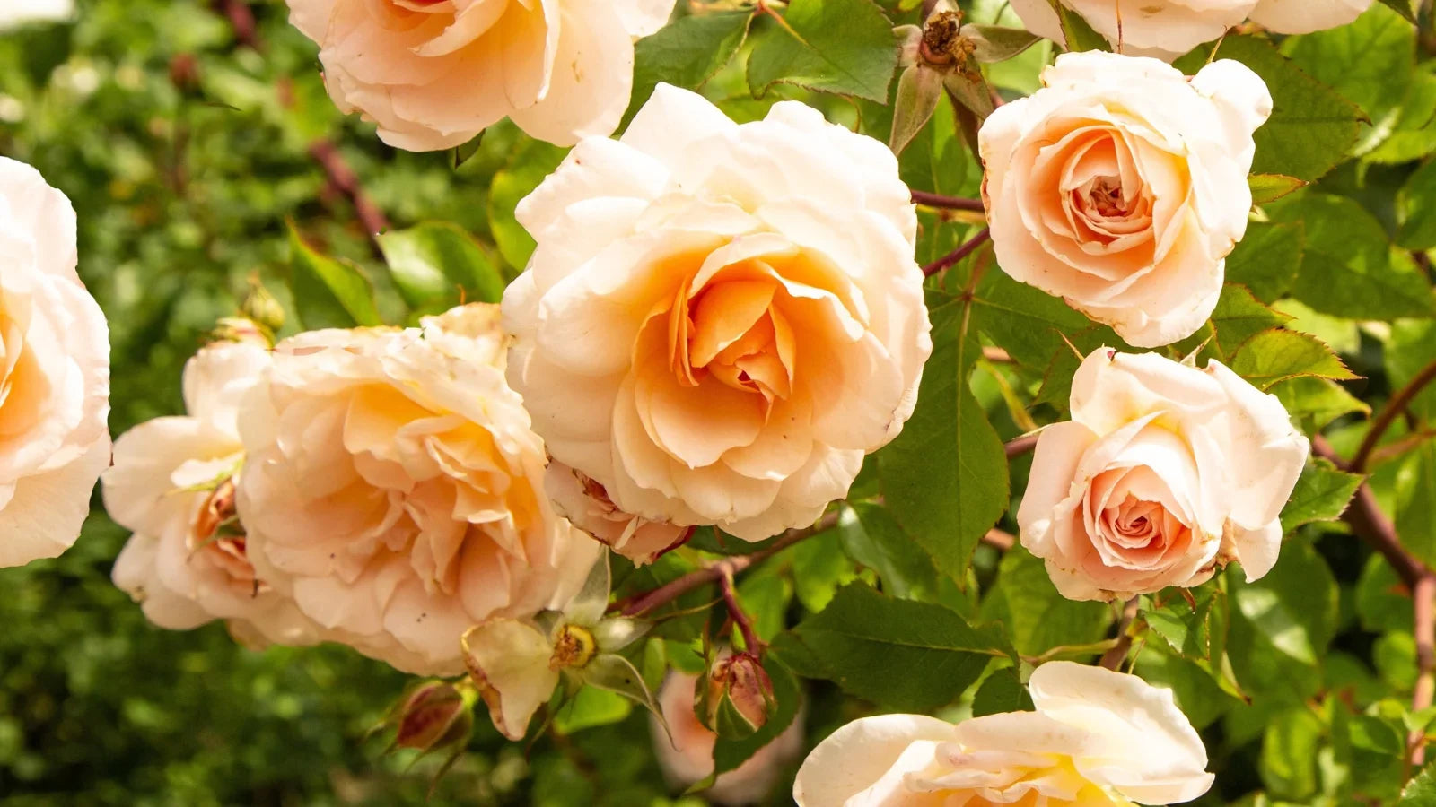 Yellow Apricot Rose Cuttings 5pcs | Live Unrooted Rose Stems for Rooting or Grafting | Fragrant Blooms | Heirloom Garden Rose