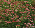 Live New Vintage Red Yarrow Plant - Achillea millefolium - Perennial in 1 Pint Pot - Compact, Drought-Tolerant Pollinator Favorite