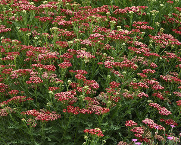 Live New Vintage Red Yarrow Plant - Achillea millefolium - Perennial in 1 Pint Pot - Compact, Drought-Tolerant Pollinator Favorite