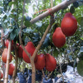 Super Rare Red Pomelo Cuttings (Citrus maxima) – Chinese Grapefruit – 3 Fresh Scions for Rooting or Grafting
