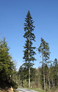 Abies alba Seeds – European Silver Fir, White Fir, Evergreen Conifer Tree (10 Seeds)