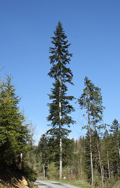 Abies alba Seeds – European Silver Fir, White Fir, Evergreen Conifer Tree (10 Seeds)