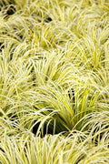 Live Golden Sweet Flag Acorus gramineus ‘Ogon’ | Hardy Aquatic Marginal Pond Plant | Bareroot Water Garden Perennial