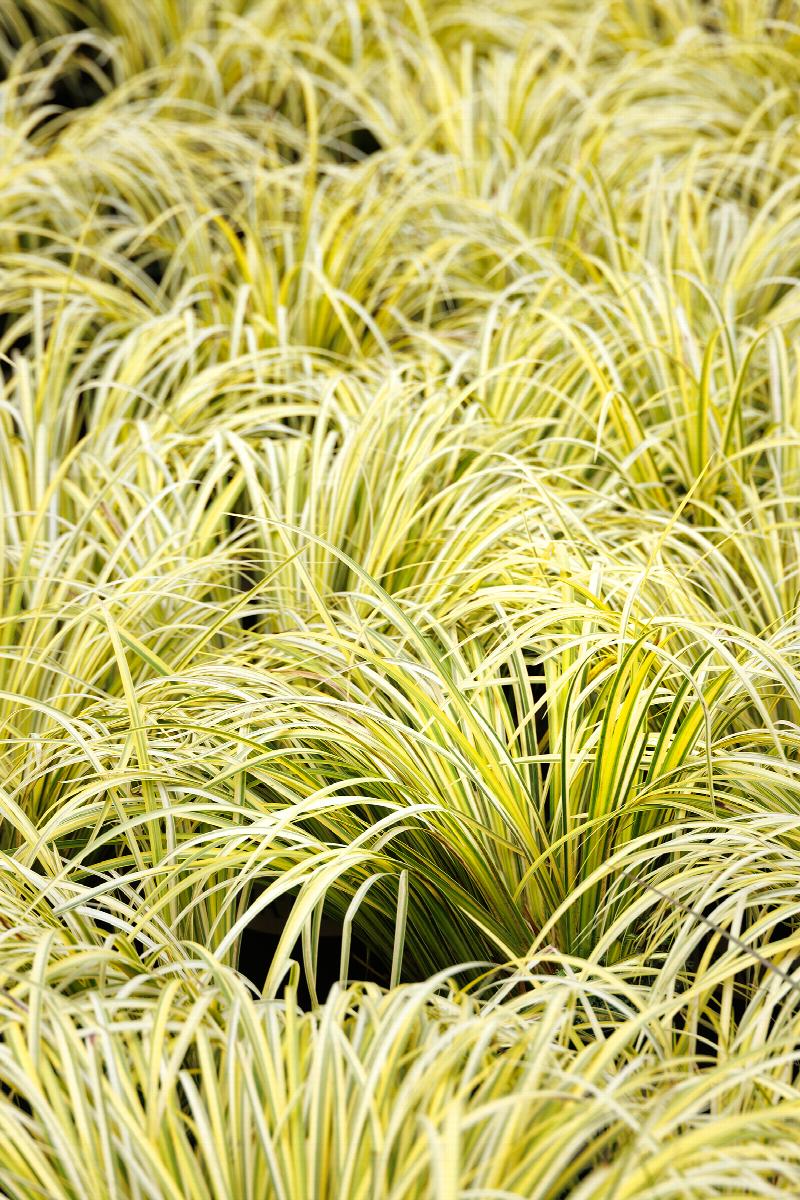 Live Golden Sweet Flag Acorus gramineus ‘Ogon’ | Hardy Aquatic Marginal Pond Plant | Bareroot Water Garden Perennial