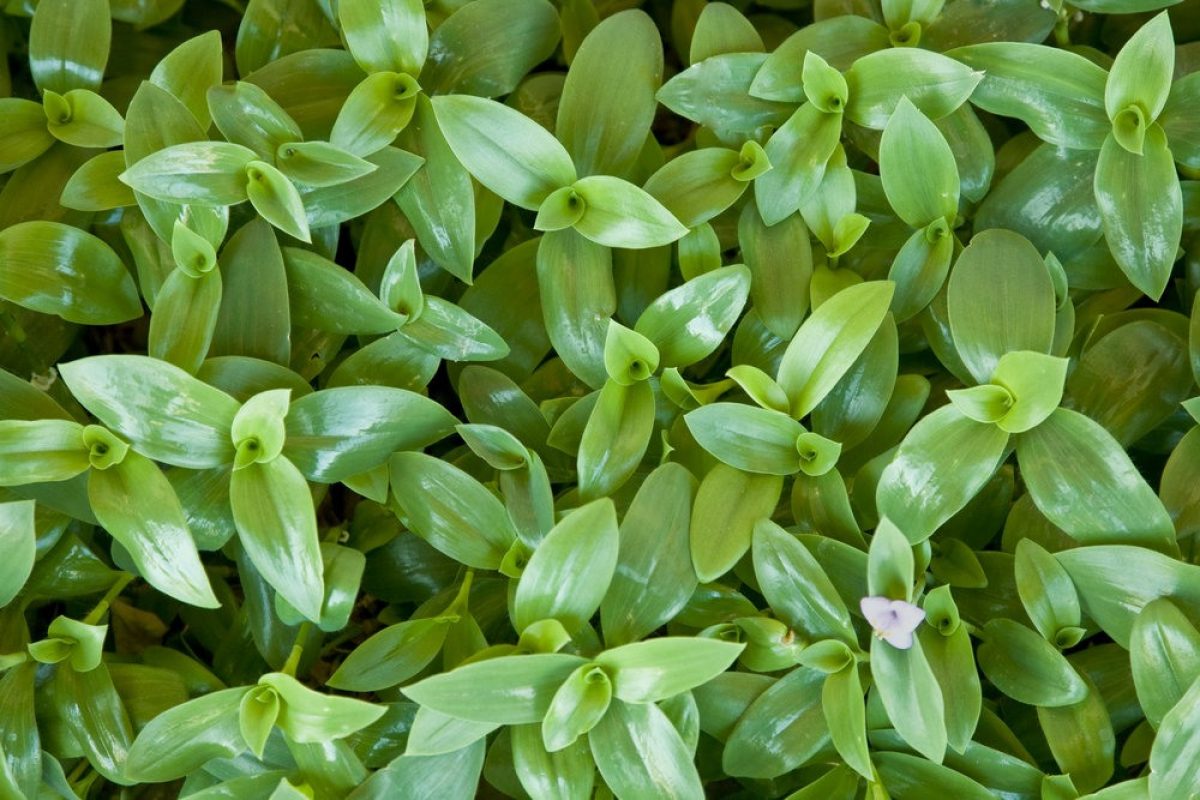 10 Tradescantia Cuttings – Green Wandering Jew Plant – Unrooted Stems for Propagation – Easy Indoor Vine – Fast Growing Houseplant