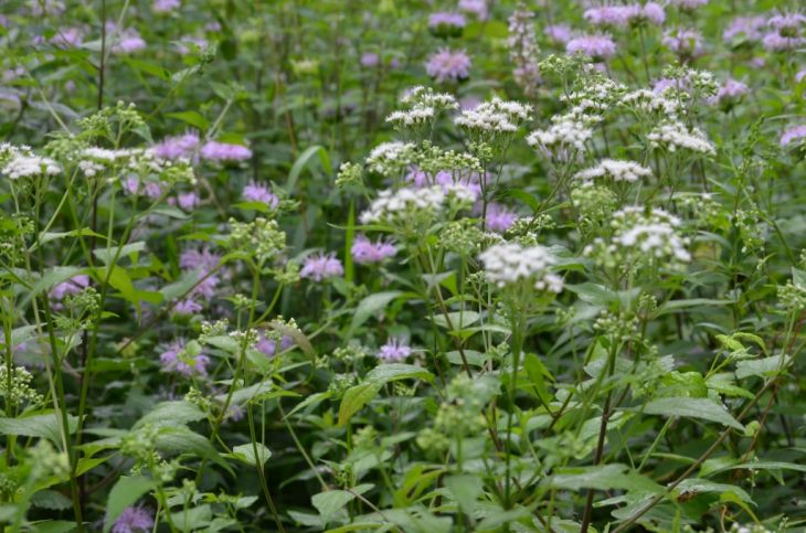 500 Ageratina altissima Seeds | White Snakeroot | Perennial Wildflower for Pollinators, Shade Garden & Native Plant Lovers