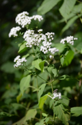 Ageratina Altissima Seeds (500) White Snakeroot – Native Perennial Wildflower, Woodland Plant, Pollinator Friendly