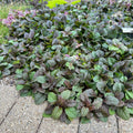 Live Burgundy Glow Bugleweed - Ajuga reptans - Variegated Groundcover in 1 Pint Pot - Perennial for Shade, Pollinators, & Borders