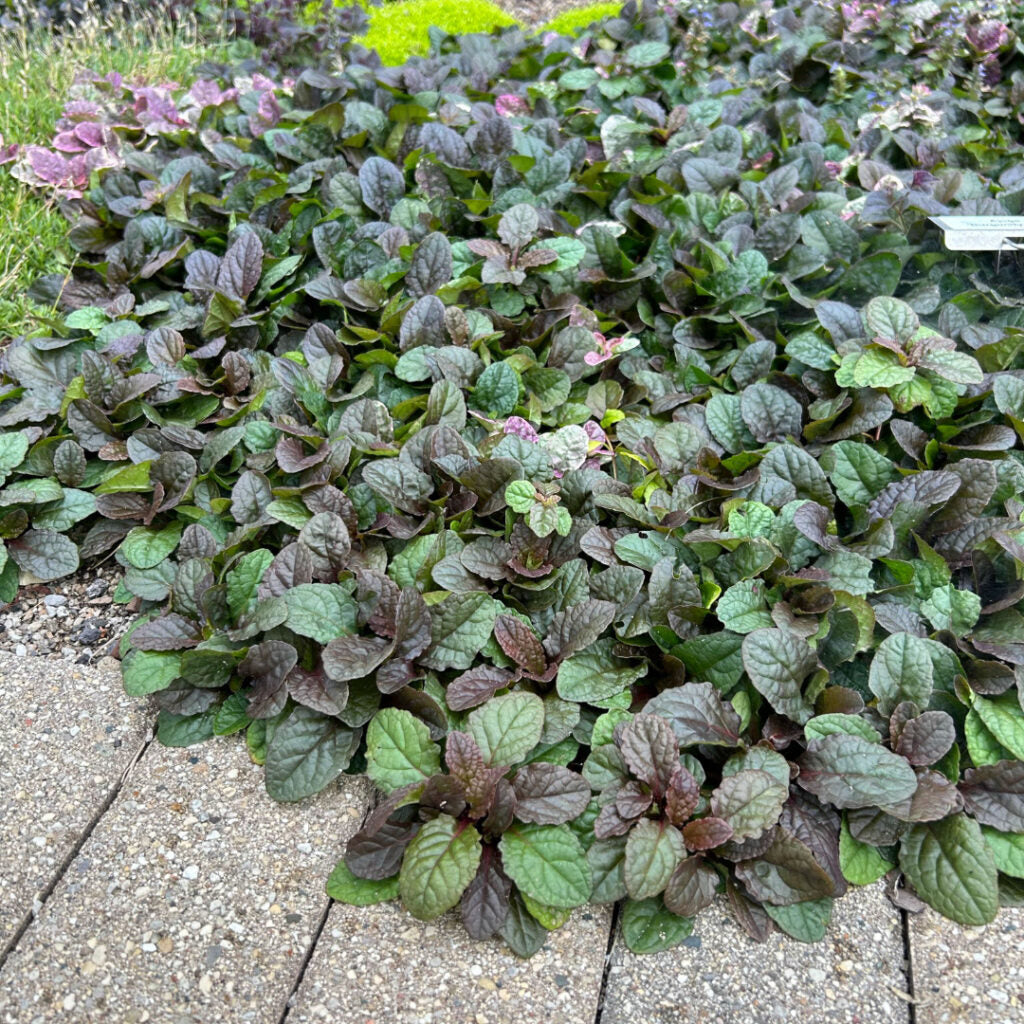 Live Burgundy Glow Bugleweed - Ajuga reptans - Variegated Groundcover in 1 Pint Pot - Perennial for Shade, Pollinators, & Borders