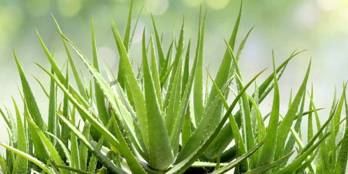 Organic Aloe Vera Plant – 1 Healthy Bare Root Live Plant – Medicinal Succulent Ready to Grow Indoors or Outdoors