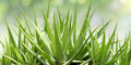 2 Aloe Vera Plants – Live Organic Barbadensis Miller Bare Root 8–12” | Medicinal Succulent Starter Plants for Home & Garden