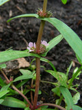 1000 Ammannia coccinea Seeds | Scarlet Toothcup | Native Wetland Perennial | Pollinator & Wildlife-Friendly Plant