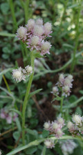 Antennaria neglecta Seeds – Prairie Pussytoes | Native Groundcover Wildflower | Drought Tolerant | 100 Seeds
