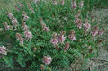 Astragalus bisulcatus Seeds – Twogroove Milkvetch Wildflower, 15 Non-GMO Perennial Seeds, Native Legume for Pollinator Gardens