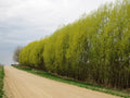 25 Austree Hybrid Willow Cuttings – Salix matsudana × alba Live Stems – Fast-Growing Trees for Privacy Hedges, Windbreaks & Landscaping