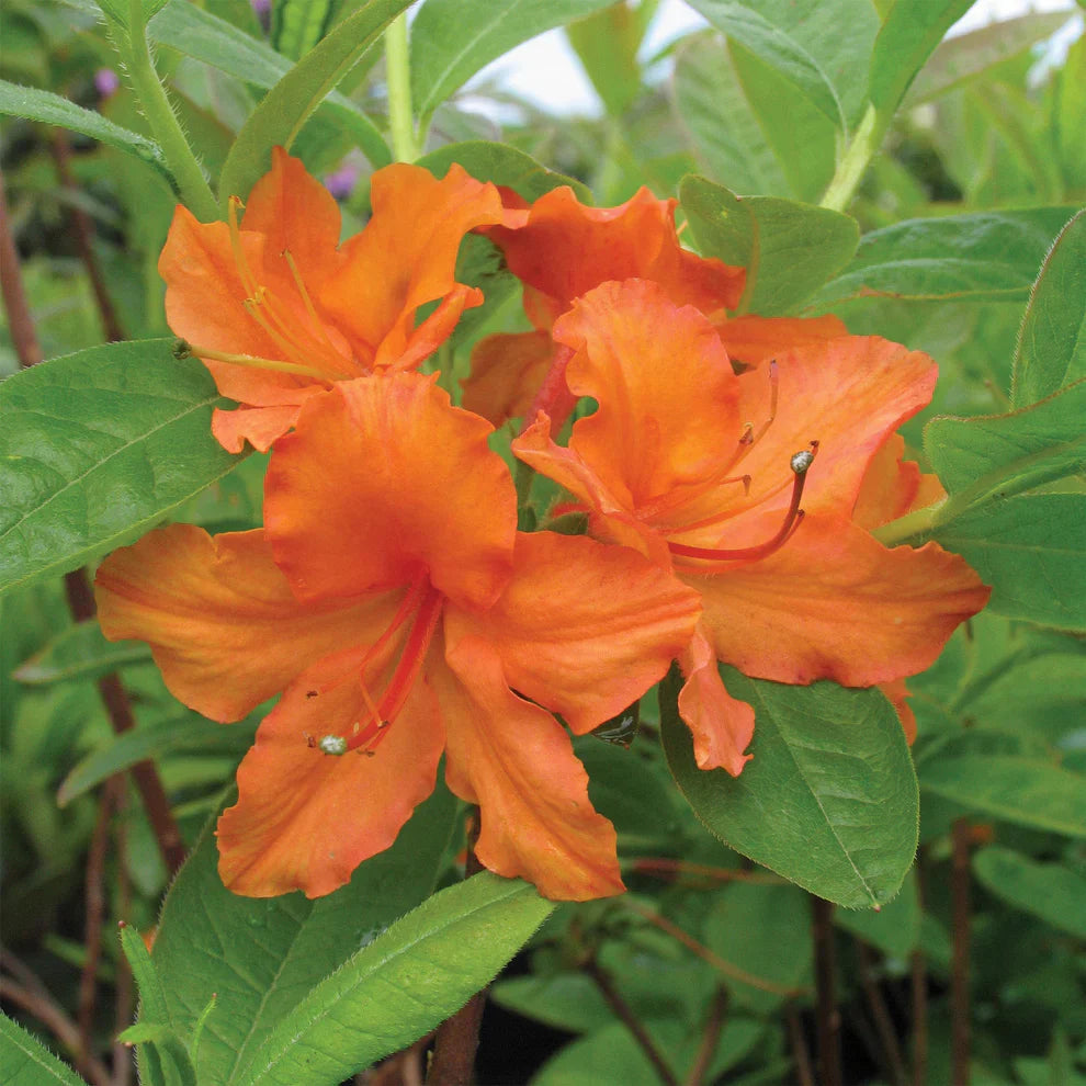 Mandarin Lights Azalea Starter Plant – Orange Deciduous Azalea (Rhododendron ‘Mandarin Lights’) – Live Bareroot Flowering Shrub