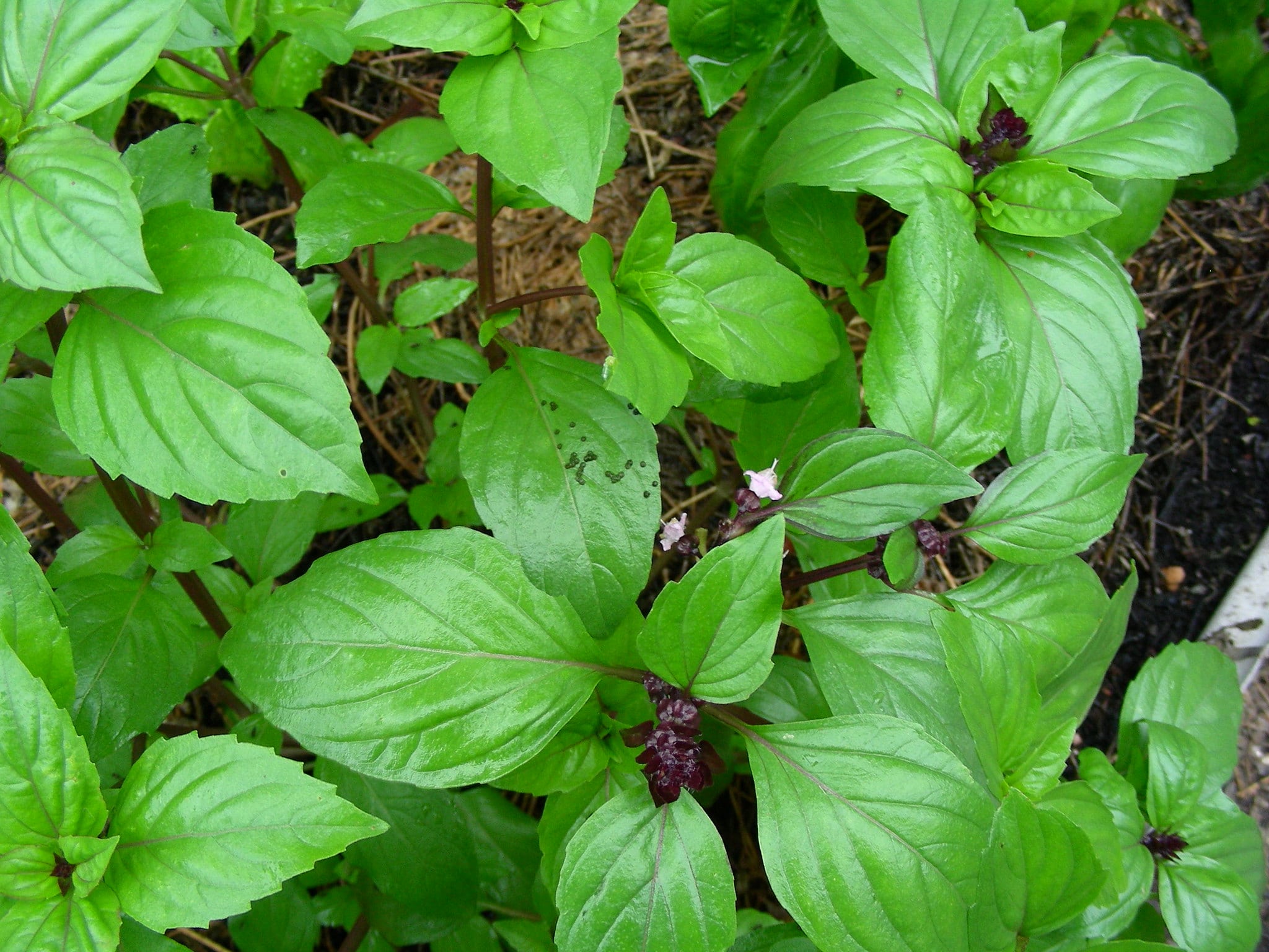 Thai Basil Live Plants (Hung Que) 10” Bareroot – 2 Pack | Anise-Scented Herb for Cooking, Pho, Garden, Ocimum basilicum var. thyrsiflora