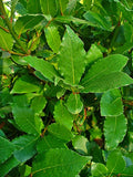 Live Bay Laurel Herb Plant - Laurus nobilis - Culinary Evergreen in 2.5" Pot - Perennial for Pots, Gardens & Kitchen Use