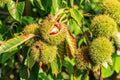 Chinese Chestnut Tree – 1 Live Bareroot Tree up to 2ft Tall – Castanea mollissima Hardy Nut Tree, Edible Chestnuts, Orchard Starter