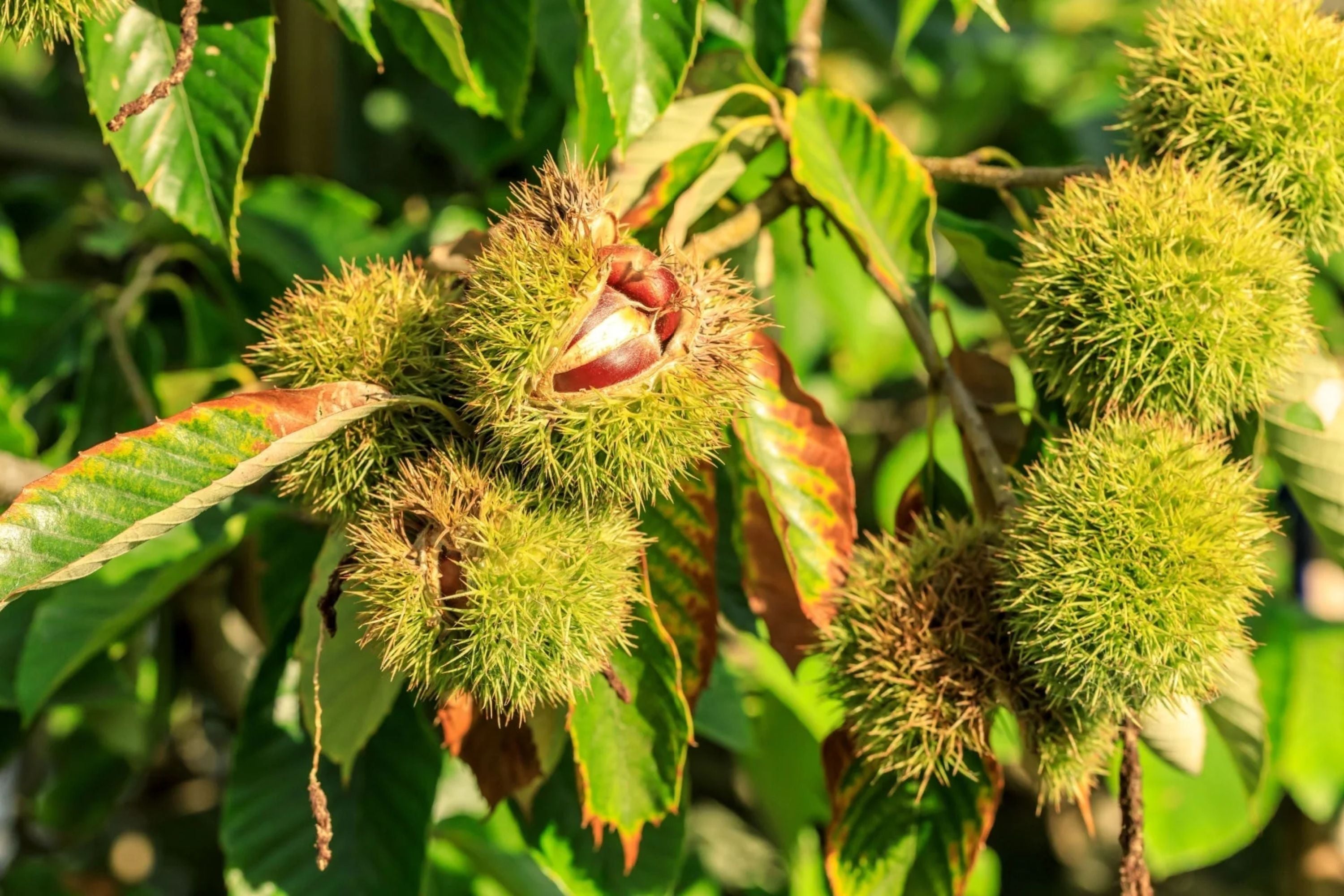 Chinese Chestnut Tree – 1 Live Bareroot Tree up to 2ft Tall – Castanea mollissima Hardy Nut Tree, Edible Chestnuts, Orchard Starter