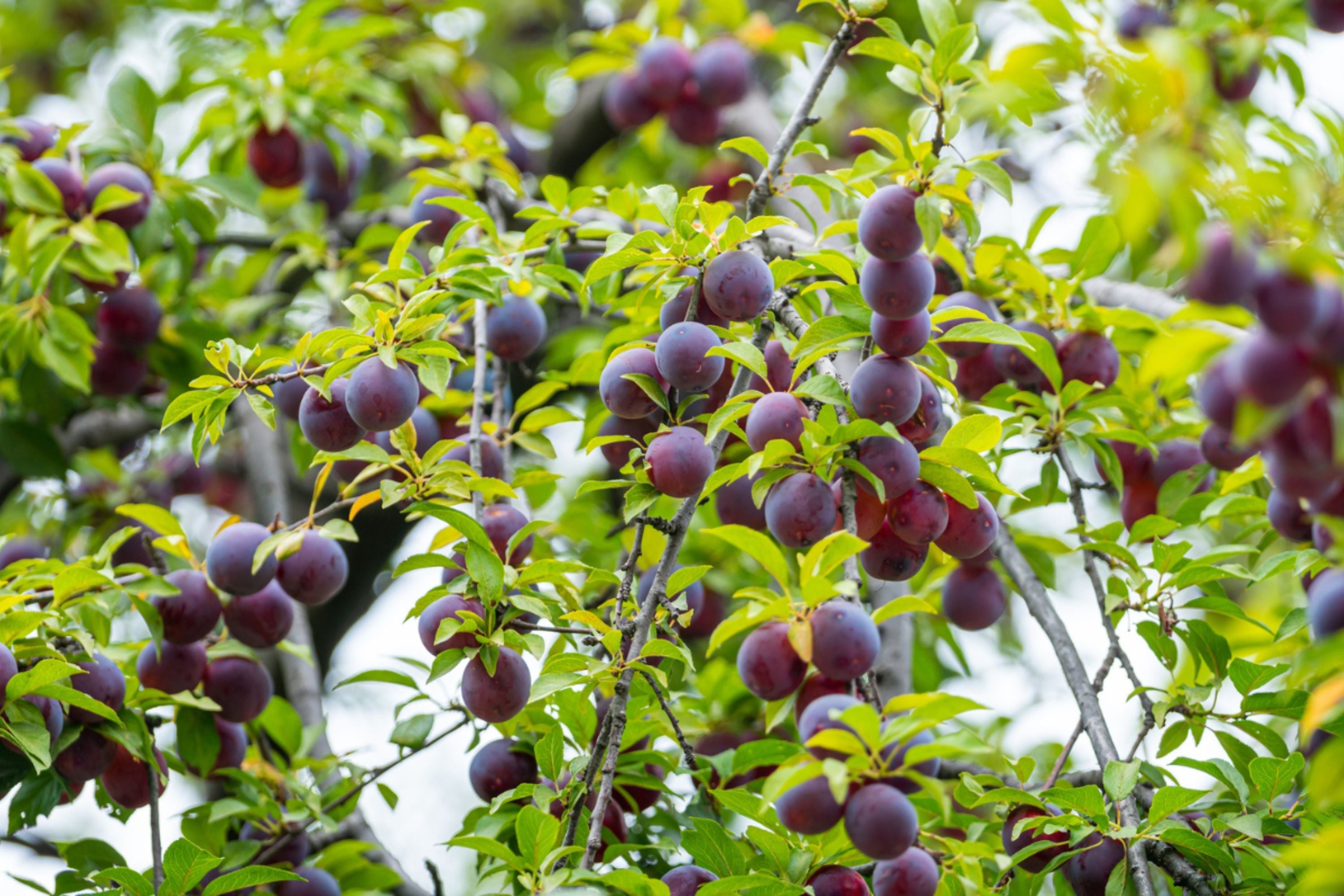 Santa Rosa Plum Tree – 1 Live Bareroot Plant up to 2ft Tall – Prunus salicina Sweet Juicy Plum, Fruit Tree for Home Orchard
