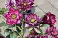 Hellebore ‘Whirlwind Romance’ (Helleborus x hybridus) – Gal Size, Healthy Root System, Intact Foliage, Lenten Rose Perennial