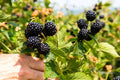 2 Ponca Thornless Blackberry Plants – Rubus Hybrid Bare Root Bushes | Sweet Early Berries for Garden, Patio, or Home Orchard Growing