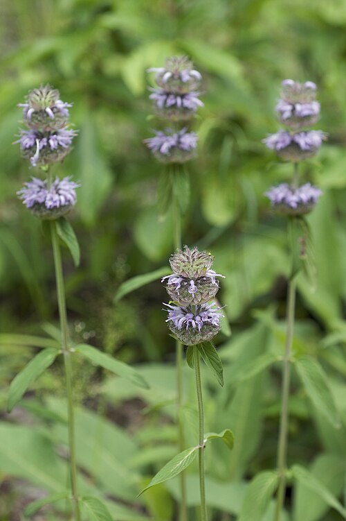Blephilia ciliata Seeds – Downy Wood Mint | Ohio Horsemint | Native Pollinator Wildflower | 300 Seeds