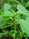 Boehmeria cylindrica Seeds – Smallspike False Nettle | Native Wetland Plant | Wildlife Habitat | 100 Seeds