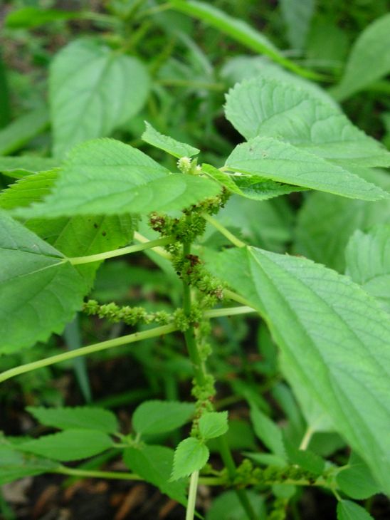 Boehmeria cylindrica Seeds – Smallspike False Nettle | Native Wetland Plant | Wildlife Habitat | 100 Seeds