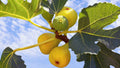 1 Yellow Long Neck Fig Tree | Ficus carica | Live Bare Root Plant for Orchard, Garden, or Container | Sweet Yellow Fruit Variety