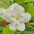 3 Lady of the Night Plants (Brunfelsia americana) – Live Bare Root Starters – Fragrant Night Blooms, Tropical Shrub, Rare Perfume Plant