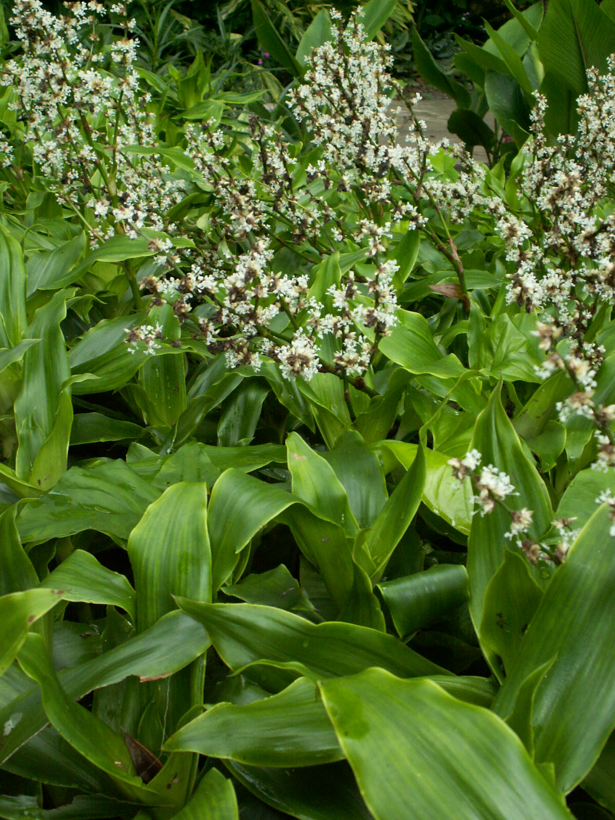 Basket Plant Cuttings (Callisia fragrans) 5 Unrooted 4–6” | Planta Canasta | Easy to Root | Air Purifying Medicinal Houseplant