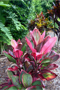 6 Hawaiian Ti Leaf Cuttings – Cordyline fruticosa Hybrid Mix – Assorted Red, Pink & Green Starter Logs for Tropical Landscaping & Containers
