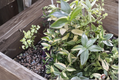 Cream Wandering Jew Cuttings – 5 Variegated Tradescantia fluminensis Cuttings, Green and White Indoor Plant