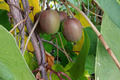Hardy Kiwi Geneva Cuttings – 10 Hardwood Female Actinidia arguta Cuttings for Cold Climate Propagation