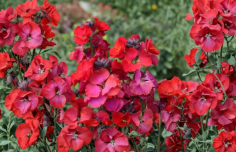 Wallflower Erysimum ‘Winter Passion’ Live Plant – 1 to 3 Inch Tall Flowering Perennial for Garden Growing