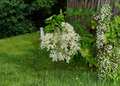 American Elderberry Live Cuttings – 3+ Sambucus canadensis Unrooted Cuttings for Propagation and Garden Growing