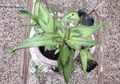 Vietnamese Coriander Rau Ram Live Plants – 8 Rooted Persicaria odorata Plants 4–5 Inch Tall for Garden Growing