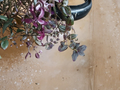 Tradescantia Zebrina Purple Velvet Cuttings – Live Unrooted Houseplant Cuttings for Indoor Propagation