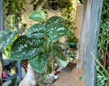 Silver Pothos Scindapsus Pictus Argyraeus Cuttings – 4 Single Leaf Node Cuttings for Propagation