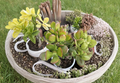 Rooted Jade Plant Cuttings Crassula Ovata – 3 Live Plants 7–9 Inch Tall for Indoor Growing