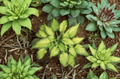 Hosta Emerald Ruff Live Potted Plant – 1 Small Hosta in 2.5 Inch Pot for Shade Garden or Container Growing