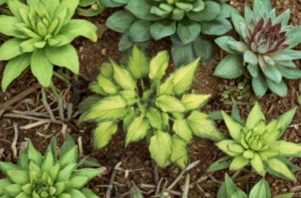 Hosta Emerald Ruff Live Potted Plant – 1 Small Hosta in 2.5 Inch Pot for Shade Garden or Container Growing